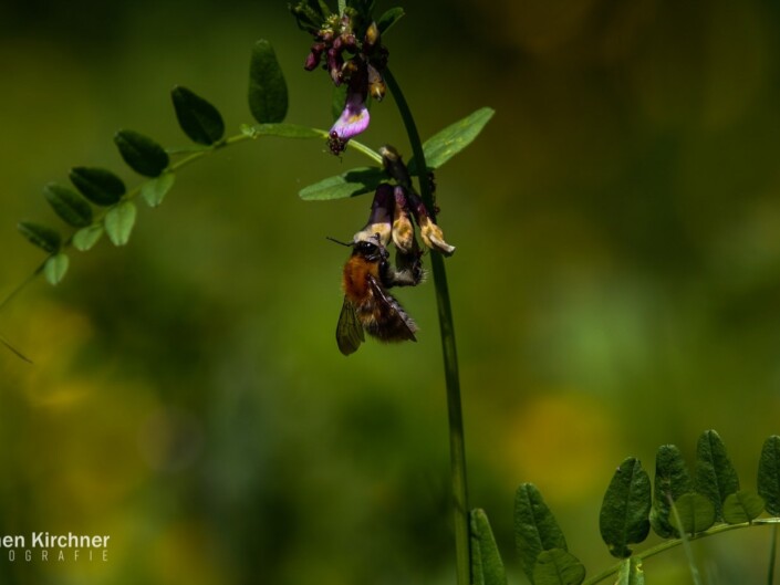 Hummel Makro - Canon EOS 350D - Geiselbach, Landschaft, Makro