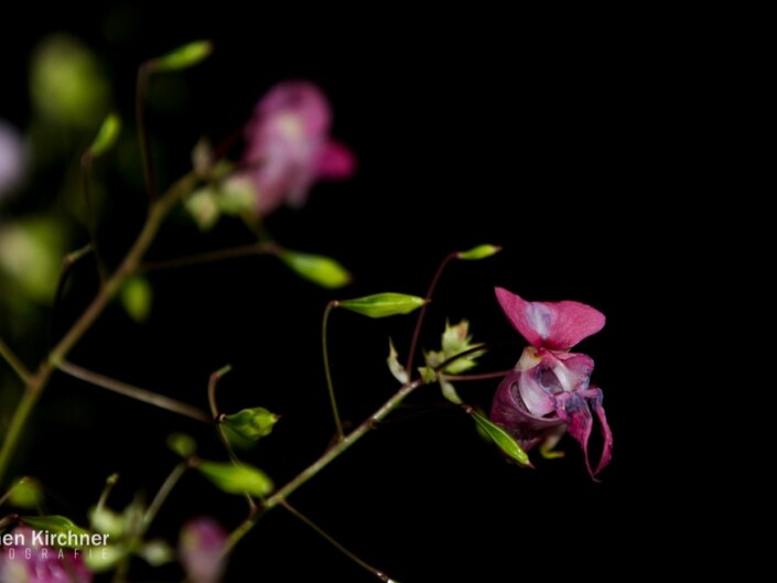 Blume Makro - Canon EOS 700D - Blume, Makro