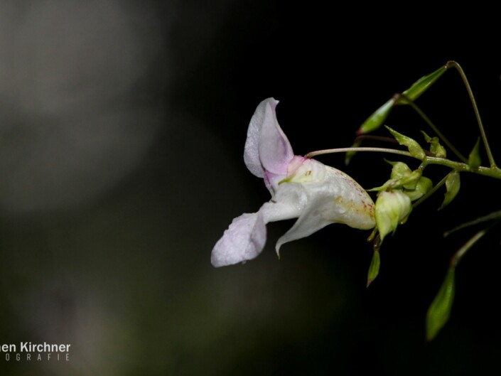 Blume Makro - Canon EOS 700D - Blume, Makro