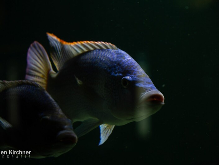 Gelbflossen-Buntbarsch - Canon EOS 5D Mark III - Berlin, Tiere, Zoo