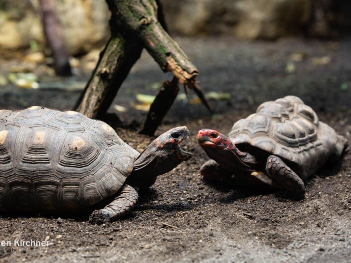 Schildkröten - Canon EOS 5D Mark III - Berlin, Tiere, Zoo